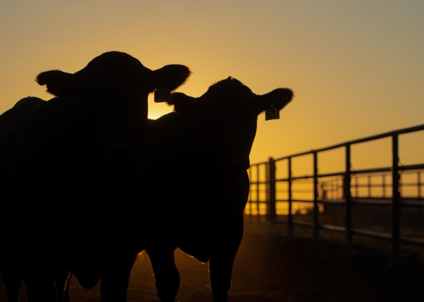 18th Gardiner Angus Ranch Fall Production Sale Drovers